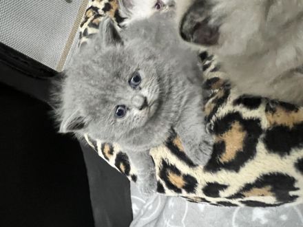 Bkh kittten