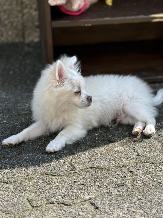 Chihuahua Kleinspitz Mischling