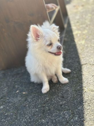 Chihuahua Kleinspitz Mischling