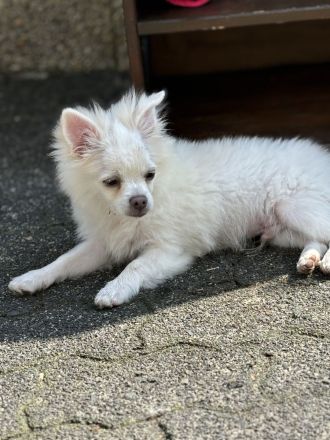 Chihuahua Kleinspitz Mischling