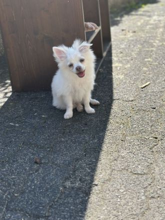 Chihuahua Kleinspitz Mischling