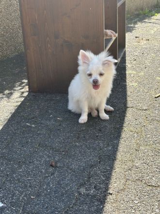 Chihuahua Kleinspitz Mischling