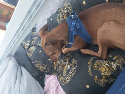 Bailey sucht neues Zuhause