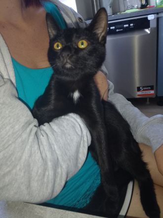 Kimba sucht neues Zuhause