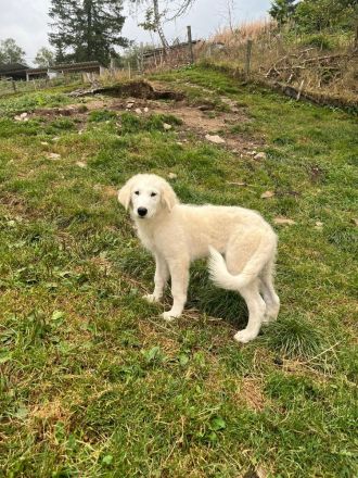 Pyrenäen Berghund Welpe