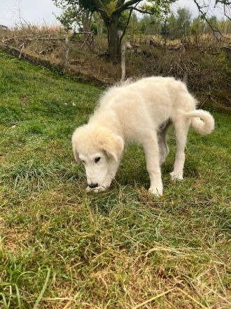 Pyrenäen Berghund Welpe