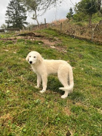 Pyrenäen Berghund Welpe