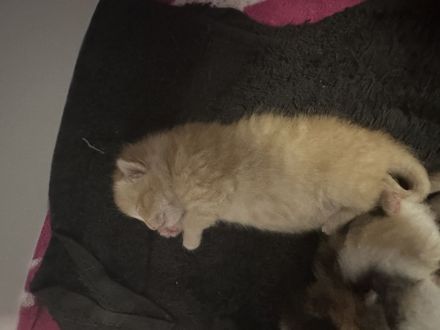 Hallo am 28.08.2024 Kamen 5 wunderschöne Kätzchen zur Welt