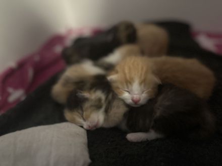 Hallo am 28.08.2024 Kamen 5 wunderschöne Kätzchen zur Welt