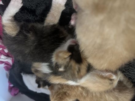 Hallo am 28.08.2024 Kamen 5 wunderschöne Kätzchen zur Welt