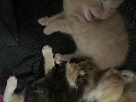 Hallo am 28.08.2024 Kamen 5 wunderschöne Kätzchen zur Welt