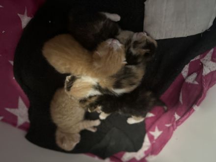 Hallo am 28.08.2024 Kamen 5 wunderschöne Kätzchen zur Welt