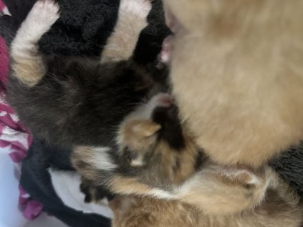 Hallo am 28.08.2024 Kamen 5 wunderschöne Kätzchen zur Welt