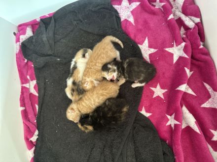 Hallo am 28.08.2024 Kamen 5 wunderschöne Kätzchen zur Welt