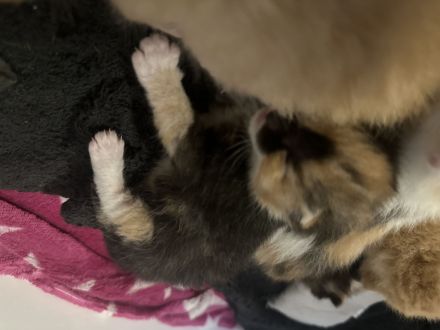 Hallo am 28.08.2024 Kamen 5 wunderschöne Kätzchen zur Welt