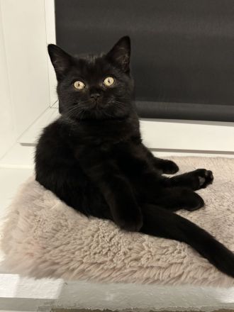 BkH Mädchen Schwarz