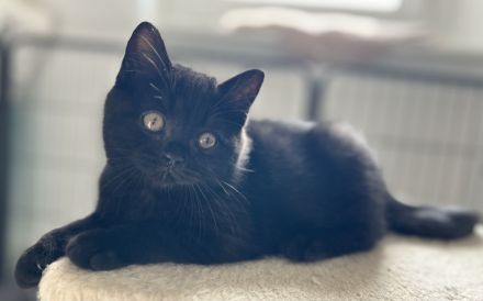 BkH Mädchen Schwarz