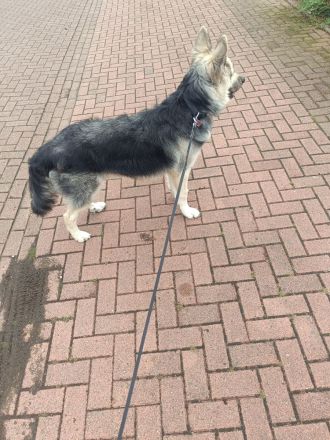 Schäferhund 9monate alt