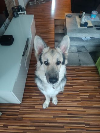 Schäferhund 9monate alt