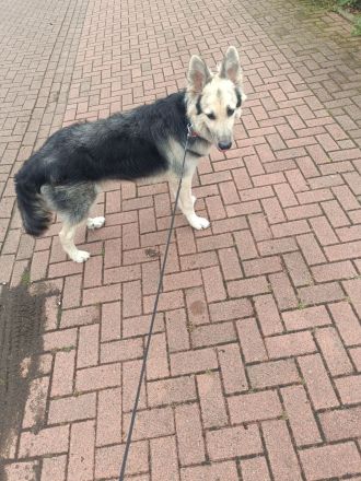 Schäferhund 9monate alt