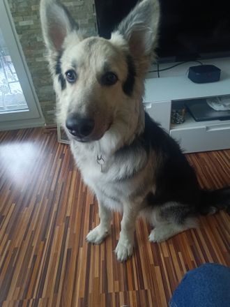 Schäferhund 9monate alt