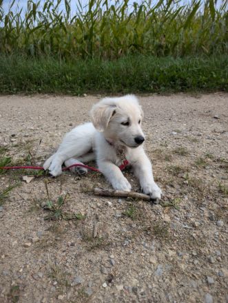 Golden Retriever weißer Schäferhund welpe