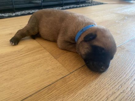 🐾 Wunderschöne Welpen Malinois 🐾