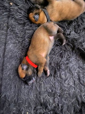 🐾 Wunderschöne Welpen Malinois 🐾