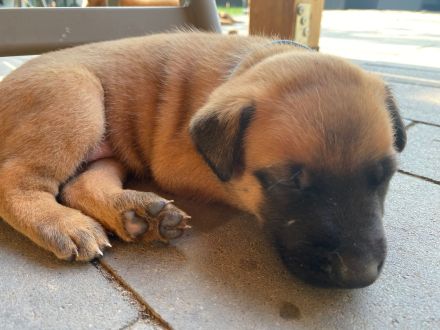 🐾 Wunderschöne Welpen Malinois 🐾