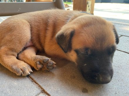 🐾 Wunderschöne Welpen Malinois 🐾