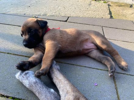 🐾 Wunderschöne Welpen Malinois 🐾