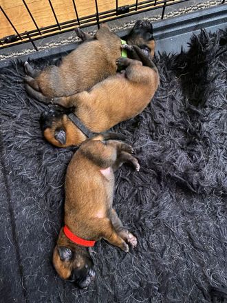 🐾 Wunderschöne Welpen Malinois 🐾