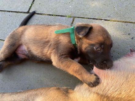 🐾 Wunderschöne Welpen Malinois 🐾