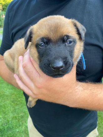 🐾 Wunderschöne Welpen Malinois 🐾