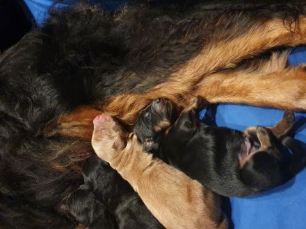 Hovawart Welpen F-Wurf von den Wupperwiesen Wurf geboren am 08.10.2024