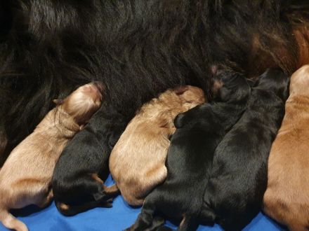 Hovawart Welpen F-Wurf von den Wupperwiesen Wurf geboren am 08.10.2024