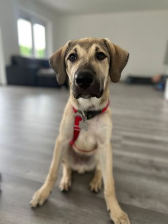 Reinrassiger Kangal Rüde & Hündin