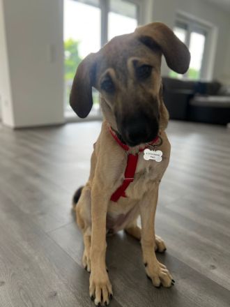 Reinrassiger Kangal Rüde & Hündin