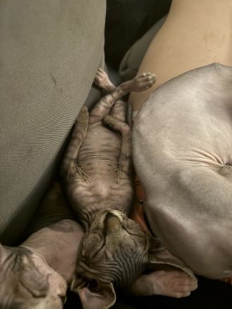 2 Kitten sind auf der Suche nach eine nette Familie