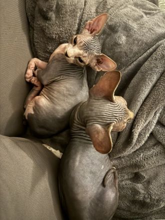 2 Kitten sind auf der Suche nach eine nette Familie