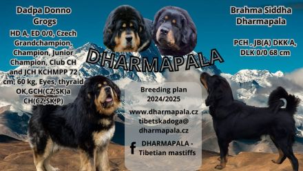 Do Khyi Welpen mit FCI Papieren 2024/25 erste Wurf