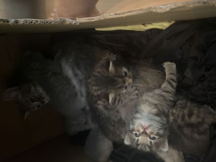 5 Baby Katzen
