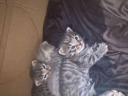 5 Baby Katzen