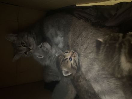 5 Baby Katzen