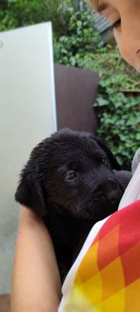 Die knuffigsten Welpen der Welt