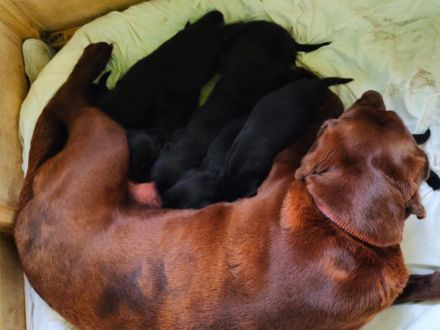 Die knuffigsten Welpen der Welt