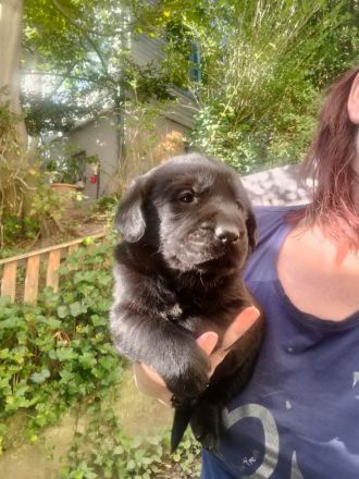 Die knuffigsten Welpen der Welt