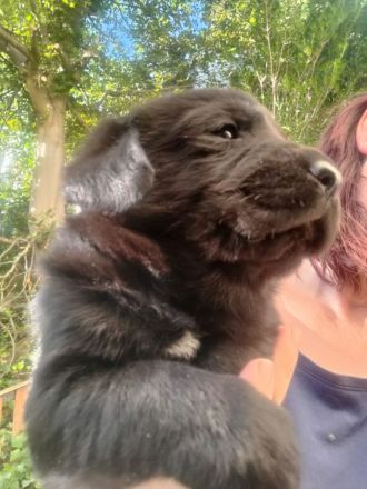 Die knuffigsten Welpen der Welt