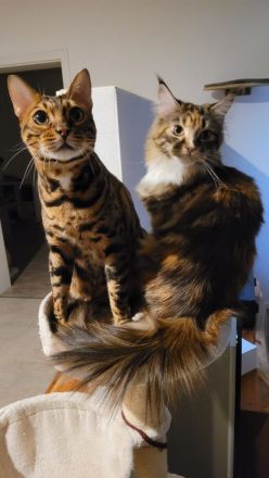 Bengal Kater