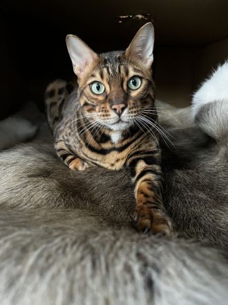 Bengal Kater
